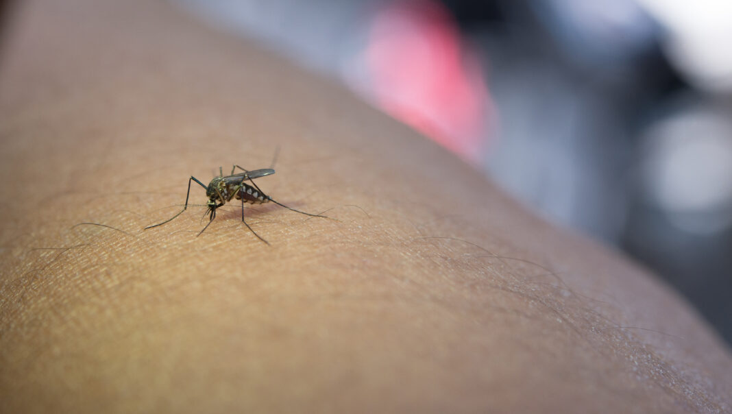 SĂNĂTATE | Cum prevenim și tratăm alergiile provocate de înțepăturile de insecte? SĂNĂTATE | Cum prevenim și tratăm alergiile provocate de înțepăturile de insecte?