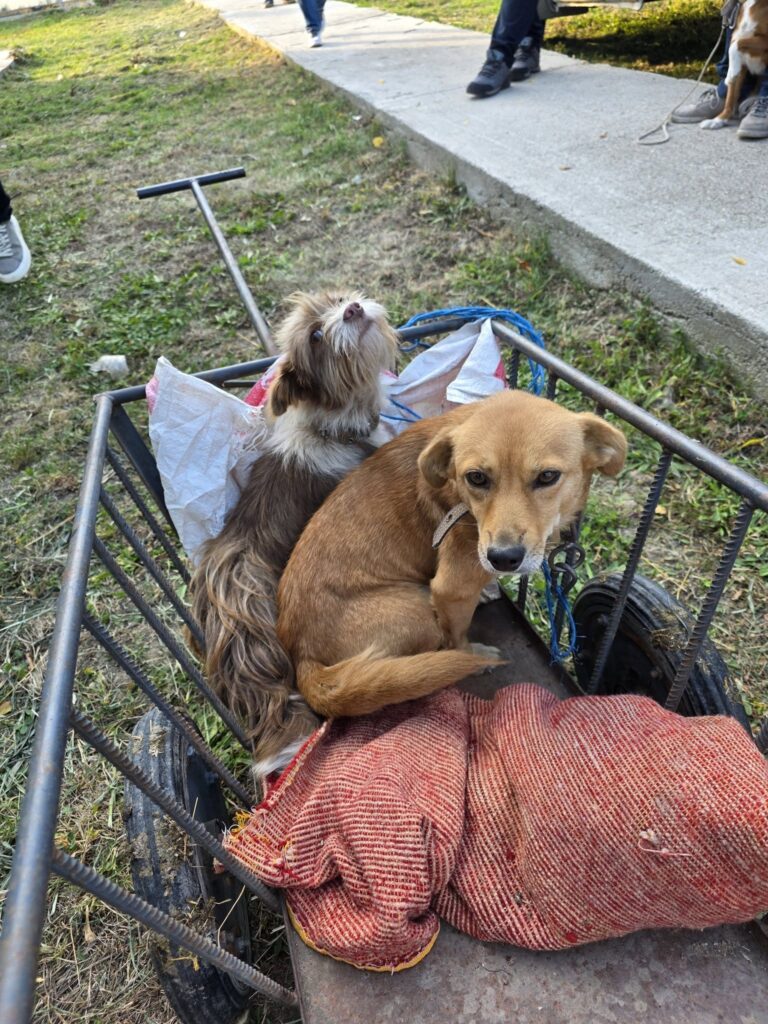 273 de animale sterilizate în Ulmeni. Primăria și primarul Andrei-Valentin Oprina, implicați direct într-o campanie pentru comunitate